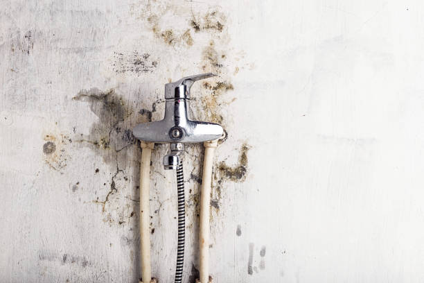 Bridgeport, MI Mold Remediation Company