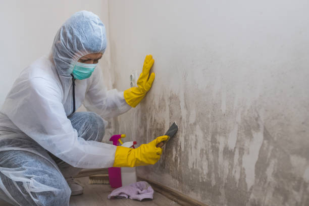 Best Black Mold Remediation in Bridgeport, MI