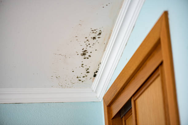 Best Bathroom Mold Remediation in Bridgeport, MI