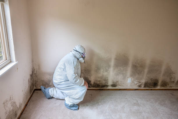 Best Residential Mold Remediation in Bridgeport, MI