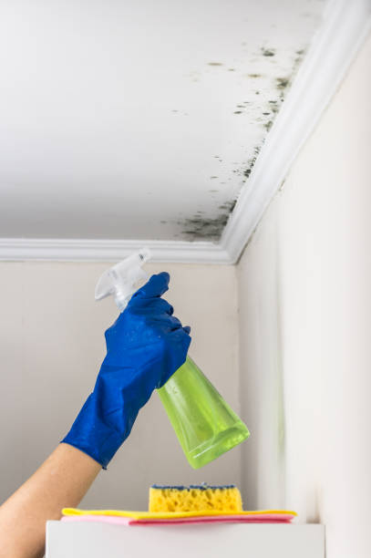 Best HVAC Mold Remediation in Bridgeport, MI
